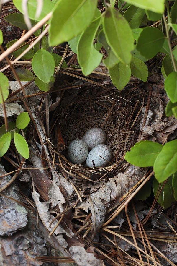 Proper Housing: The Foundation of Successful Parrot Breeding