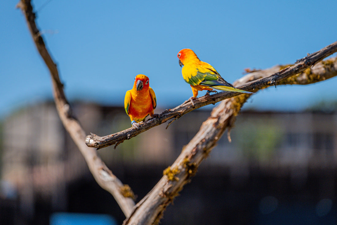 Parrot Enrichment 101: Toys, Perches, and Natural Behaviours in Captivity