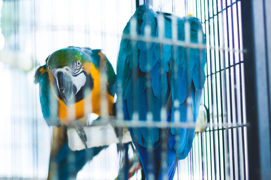 The Complete Parrot Cage Size Guide: Matching Cage to Species