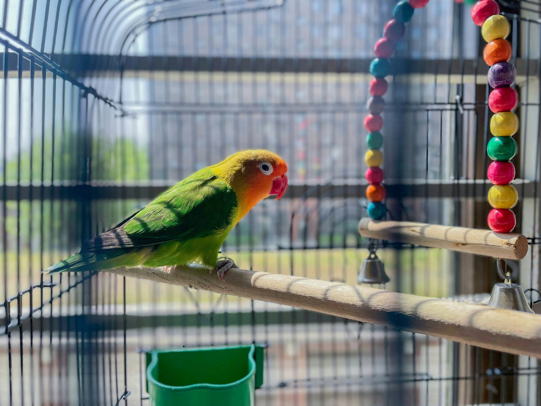 The Right Cage: Shaping a Parrot's Health, Behaviour, and Future