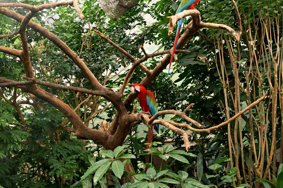 Java Wood vs. Other Perch Materials: Why It's the Gold Standard for Parrot Cages