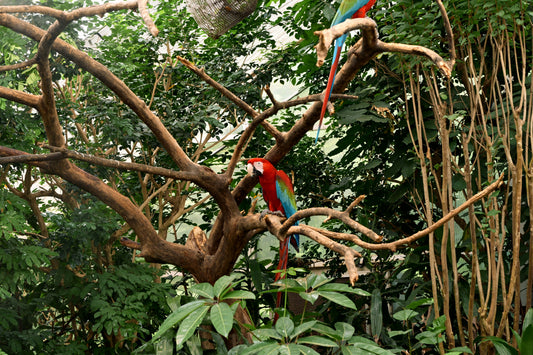 Java Wood vs. Other Perch Materials: Why It's the Gold Standard for Parrot Cages